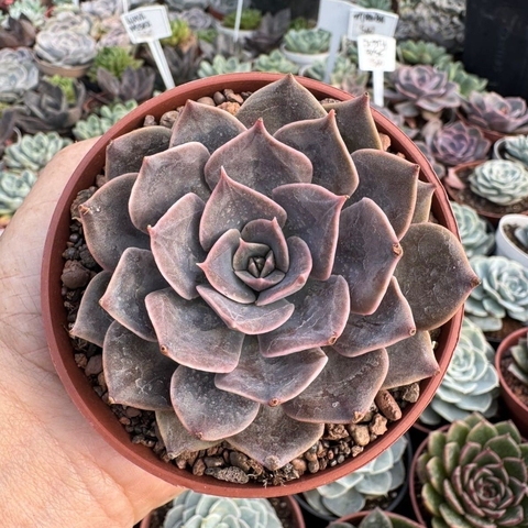 ECHEVERIA LINDA JEAN (PT 9) - comprar online