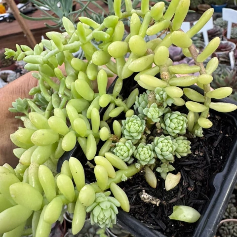 SEDUM HEMLEYANUM COLAR DE PRINCESA (PT 7) - comprar online