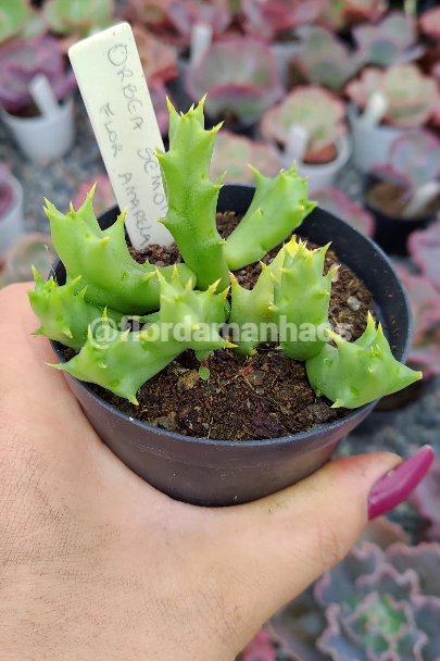 ORBEA SEMOTA VAR. AMARELA (PT 9) 3 A 4 HASTES