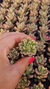 SEDUM JOYCE TULLOCH VARIEGATA (PLUG)