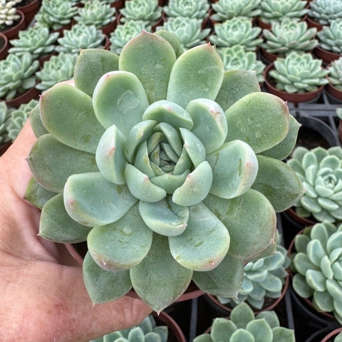 ECHEVERIA ICE CREAM (PT 09)
