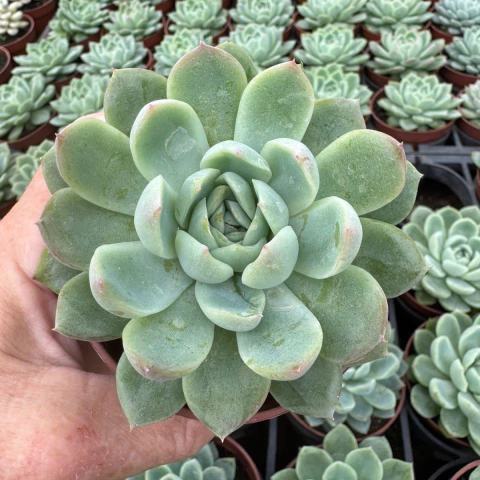 ECHEVERIA ICE CREAM (PT 09)