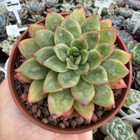 ECHEVERIA SEEROSE (PT 9) - comprar online