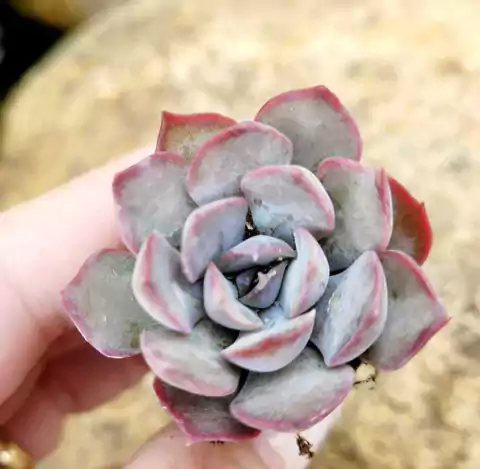 ECHEVERIA DARK ICE (PLUG)