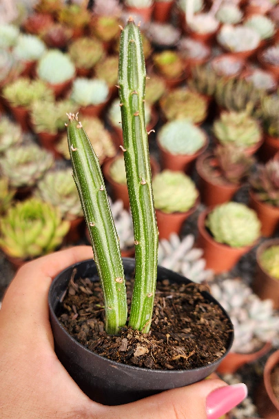SENECIO STAPELIIFORMIS (PT 9) CACTO MELANCIA