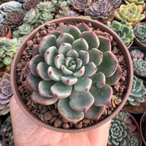 ECHEVERIA STIFUKUMIANA (PT 9) - comprar online