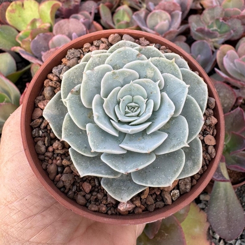 ECHEVERIA RUTHA (PT 9) - comprar online