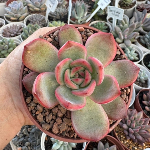 ECHEVERIA GLAN PINK (PT 9) - comprar online