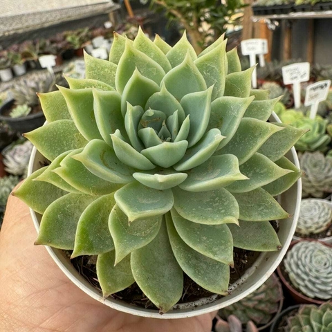 ECHEVERIA PANSY (PT 9) - comprar online