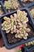 SEDUM JOICE TULOCH VARIEGATA (PT 7)