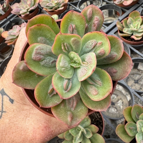 ECHEVERIA BARON BOLD (PT 9) - comprar online