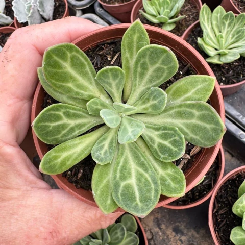 SENECIO OBLOVATUS (PT 9) - comprar online