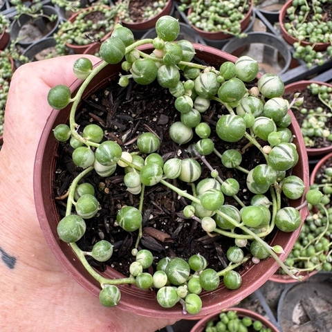 SENECIO ROWLEYANUS VARIEGATA (PT 9) - COLAR DE PÉROLAS VARIEGATA - comprar online