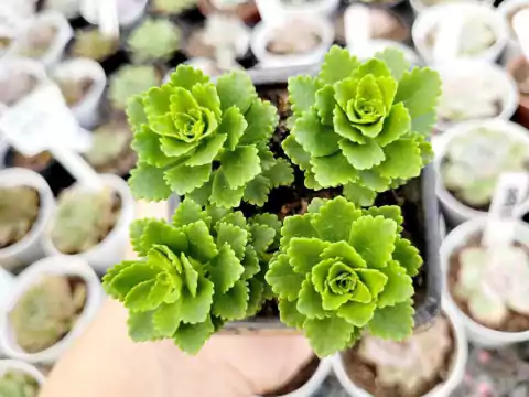 SEDUM ATLANTIS (PT 7)