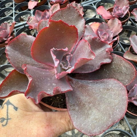 ECHEVERIA GIBBIFLORA JANE NAYLOR (PT 9) - comprar online