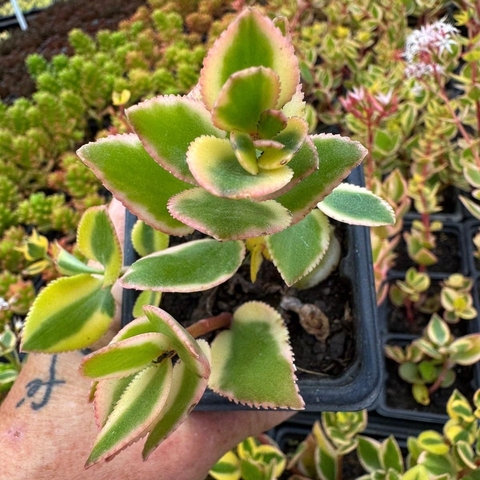 CRASSULA SARMENTOSA VARIEGATA (PT 7) - comprar online