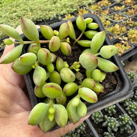 COTYLEDON PENDENS (PT 7) - comprar online