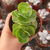 PORTULACA MOLOKINIENSIS (PT 9) ARVORETA - comprar online