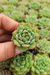 ECHEVERIA DORETTE (PLUG)