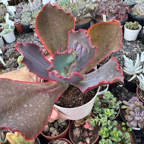 ECHEVERIA GIBB. B003 (PT 9) - comprar online