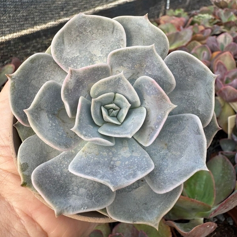 ECHEVERIA POLLUX (PT 9) - comprar online