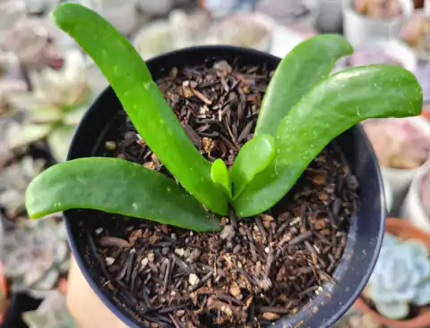 GLOTTIPHYLLUM LONGUM - PT 9