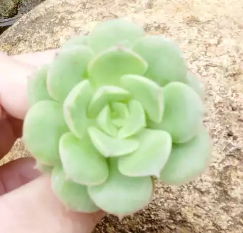 NICKSANA - MUDA BABY