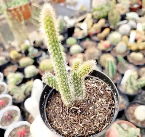 CACTO RABO DE RATO (PT 9)