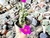 PORTULACA WERDEMANNI PELUDINHA (PT 7) - Flor da Manhã