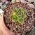 ECHEVERIA GILVA VARIEGATA (PT 9) - comprar online