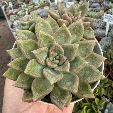 GRAPTOVERIA ebony X mendozae (PT 9) COLÔNIA - comprar online