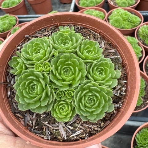 ROSULARIA PLATYPHYLLA (PT 9) - comprar online