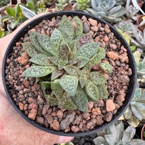 CRASSULA EXILIS PICTURATA TIGER JADE (PT 09)