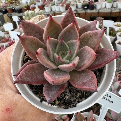 ECHEVERIA ENOLA (PT 9) - comprar online