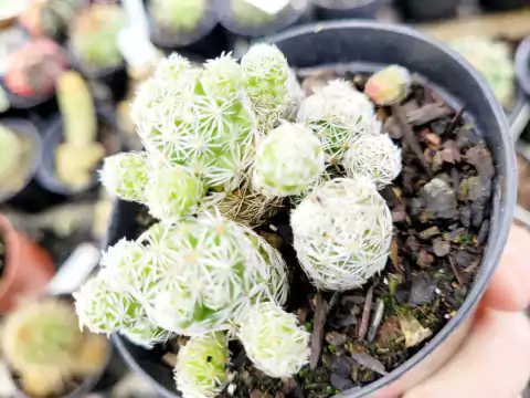 MAMMILLARIA GRACILIS (PT 9)