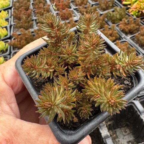 SEDUM HAKONENCE "CHOCOLATE BALL" (PT 7) - comprar online