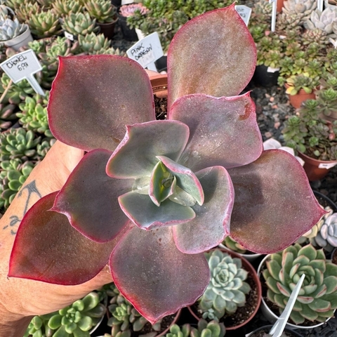 ECHEVERIA GIBBIFLORA ZAUBERBLUME (PT 9) - comprar online