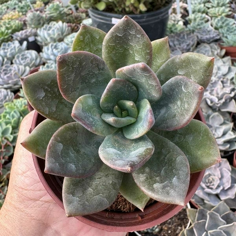 ECHEVERIA SOMBRA (PT 9) - comprar online