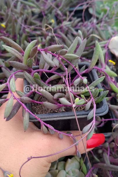 CRASSOTHONNA CAPENSIS (PT 7) - COLAR DE RUBI