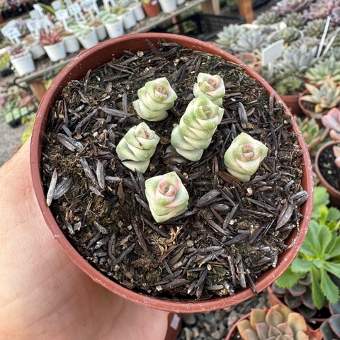 CRASSULA MARNIERIANA VARIEGATA (PT 9) - comprar online