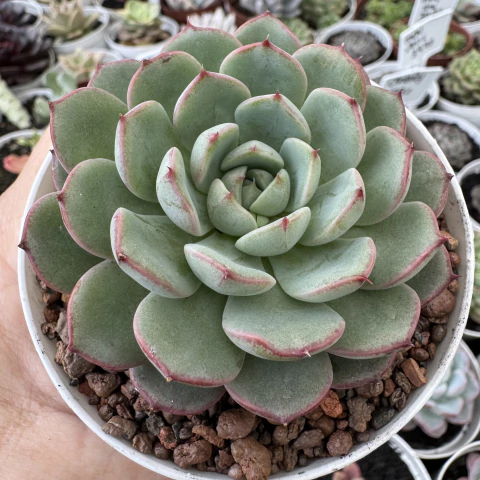 ECHEVERIA LINGOTE (PT 09) - comprar online
