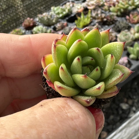 ECHEVERIA CHRISTMAS (PLUG) - comprar online