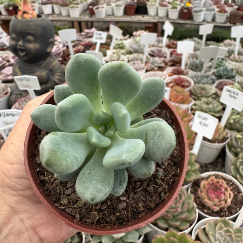 PACHIVERIA CLAVIFOLIA (PT 9) - comprar online