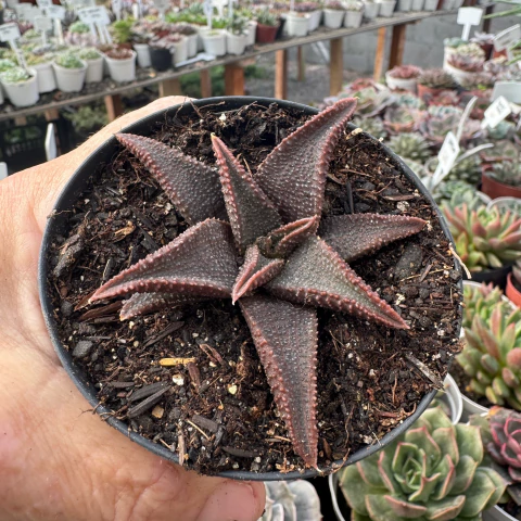 HAWORTHIA KOELMANIORUM (PT 9) - comprar online