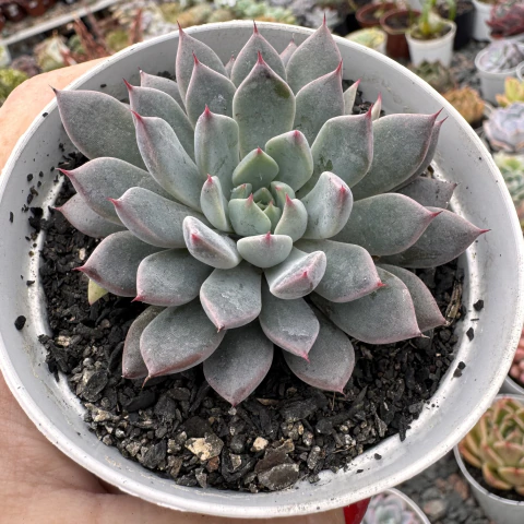 Echeveria Xispirita (Pt 09)