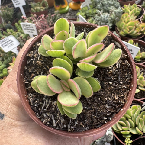 CRASSULA SWAZIENSIS VARIEGATA "MONEY MAKER" (PT 9) - comprar online