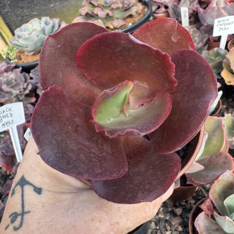 ECHEVERIA GIBBIFLORA CHOCOLATE RUFFLES (PT 9) - comprar online