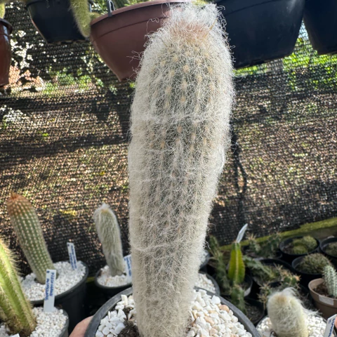 ESPOSTOA RUPICEPS X DENSIPIANA ALPA (PT 11)