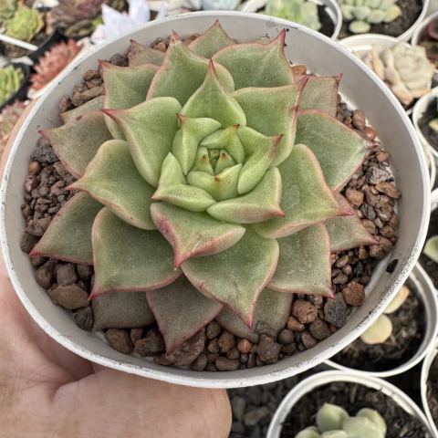 ECHEVERIA TESLA (PT 9) - comprar online