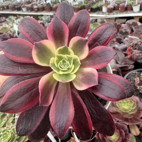 Aeonium Canary (Pt 09) - comprar online